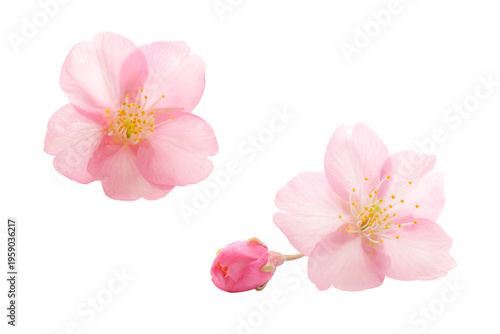 桜 花 ピンク 春 白 背景