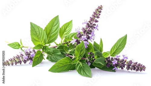 Fragrant Holy Basil - Aromatic Herb with Purple Flowers and Green Leaves.