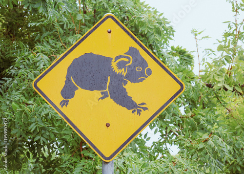 Photography koala crossing sign