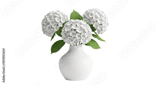 White Hydrangeas in a White Vase