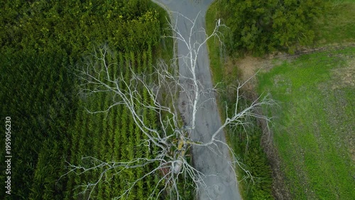 Aerial view of dead tree at the side of a road on a cloudy day in summer.