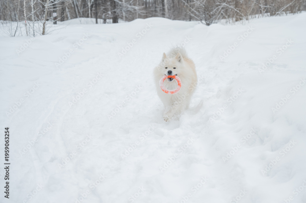 Fototapeta premium A Samoyed dog plays with a puller on a winter walk.