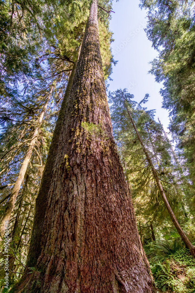 Fototapeta premium Ancient tree stands tall, reaching skyward
