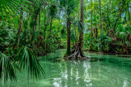 Crystal-clear water flows through lush tropical forest