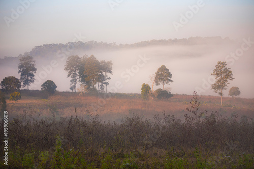 misty morning in the forest.The warm tones of a winter morning.
