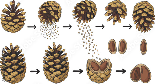 Pine cone seed dispersal and development stages illustration showing conifer reproduction lifecycle botanical diagram forest ecology process natural growth