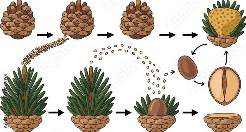 Pine cone seed dispersal germination and growth cycle illustration showing conifer reproduction stages botanical diagram forest ecology process nature