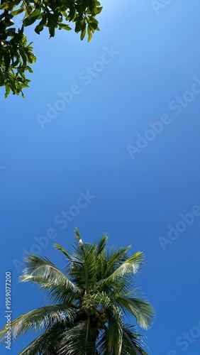 Low angle view of coconut palm tree with green leaves against clear blue sky, tropical nature background with copy space.