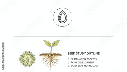 Seed Germination and Plant Growth: Study Outline of Seedling Development