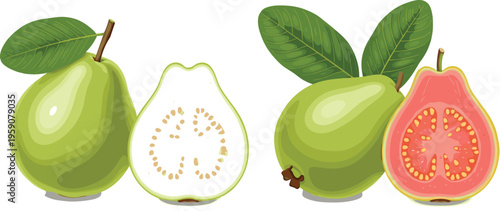 Guava fruit vector set with whole green guava white and pink sliced guava fresh tropical organic fruit illustration