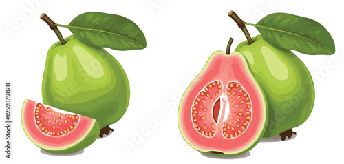 Guava fruit vector set with whole and sliced guava fresh tropical organic fruit illustration for healthy food design