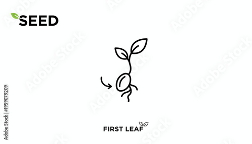 Seedling Sprouting from Seed with Roots and Leaves, symbolizing Growth and New Beginnings