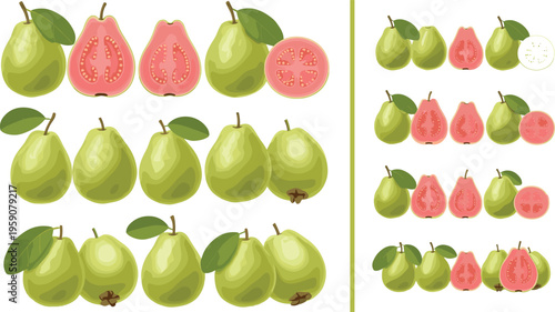 PrintGuava fruit collection vector set with whole sliced and multiple variations of tropical fresh organic guava illustration