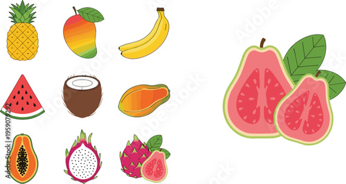 Tropical fruits vector set featuring pineapple mango banana coconut watermelon papaya dragon fruit and guava fresh fruit illustration
