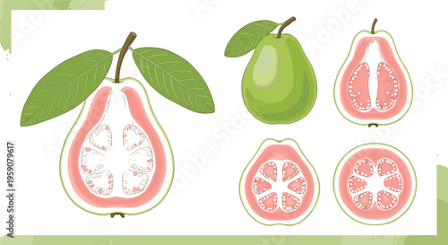 Guava fruit vector set with whole sliced and cross section guava fresh tropical organic fruit illustration for healthy food design