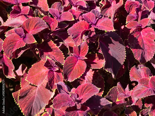 Fotografie Vibrant red and purple coleus foliage (Plectranthus scutellarioides) with serrated margins finely edged in pale lime green growing densely in bright direct sunlight