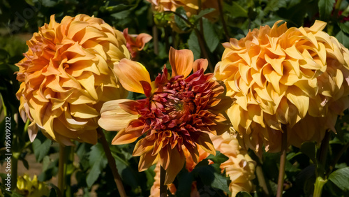 Fotografie Golden-orange dinnerplate Dahlia flowers (Dahlia × hortensis) with wavy, ruffled petals blooming alongside a smaller reddish-orange bloom in bright direct sunlight