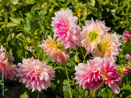 Cuadro en lienzo Cluster of large dinnerplate Dahlia 'Otto's Thrill' flowers (Dahlia × hortensis) with soft pink petals blooming on tall stems in a garden against dense green foliage