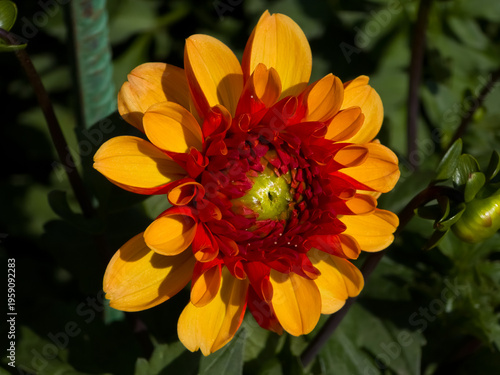 Obraz na plátně Single vibrant orange and red bicolour dahlia flower (Dahlia × hortensis) with a green center blooming in direct sunlight against green leaves
