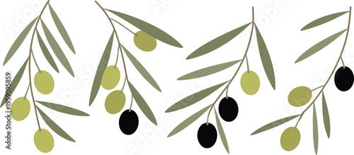 Olive branches with green and black olives, natural mediterranean plant vector illustration set