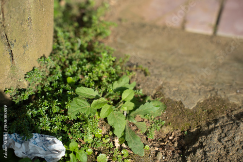 Green weeds and crumpled paper beside a concrete pillar