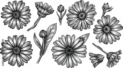 Variety of calendula flowers in different stages of bloom on checkered background