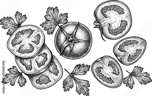 Tomatoes and parsley illustration in vintage engraving style