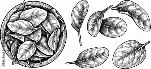 Spinach leaves in bowl vector illustration hand drawn engraving style