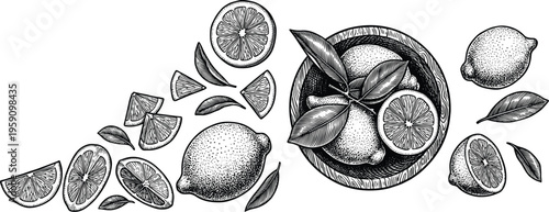 Lemon engraving sketch with whole fruit and citrus slices and leaves