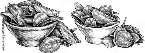 Spinach leaves in bowl vintage engraving style vector illustration set