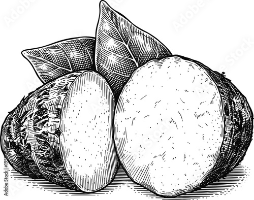 Taro root vector illustration. black and white line art sketch drawing style