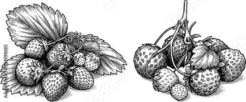 Strawberry fruit vector illustration. black and white line art sketch drawing