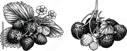 Wild strawberries with flowers and leaves vintage etching art vector