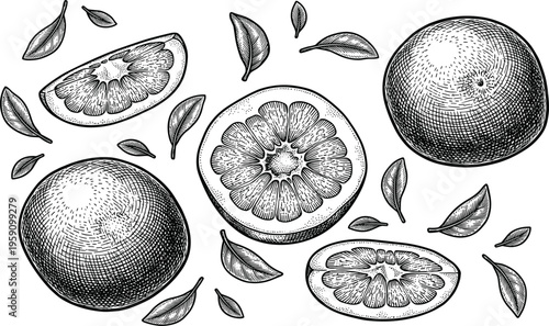 Orange fruit citrus set with whole fruit slices and leaves engraving