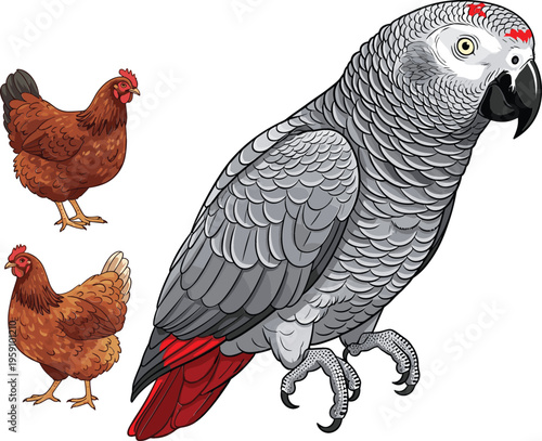 Farm and exotic bird illustration set with chicken hens and African grey parrot, detailed vector collection of domestic poultry and tropical wildlife animals