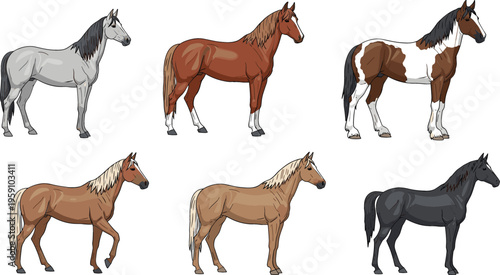 Realistic horse collection with different coat colors and poses, detailed vector illustration set of domestic equine animals isolated on white background