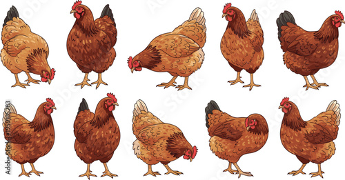 Brown chicken hen collection with different poses and angles, realistic farm poultry vector illustration set isolated on white background
