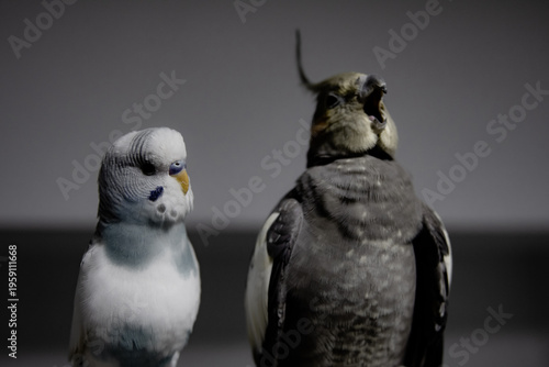 Tableau sur toile Pet bird budgie and cockatiel playing and having fun