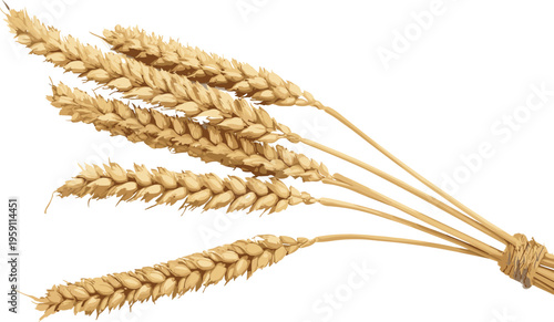 Golden wheat ears bundle, organic cereal grain stalks isolated on white background vector illustration