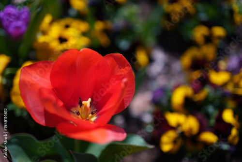 Slika na platnu Red tulips are in full bloom
