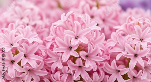 Delicate Hyacinth Bloom: A Profusion of Pastel Pink Blossoms Displaying Intricate Floral Details and Springtime Freshness