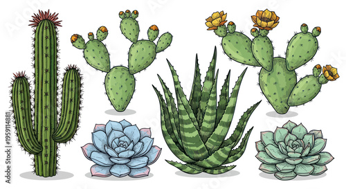 Assorted Desert Succulents and Cacti Collection - Hand-Drawn Illustration