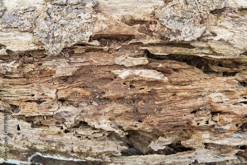 Photography Close-Up of Decaying Tree Bark and Rotting Wood Texture on Fallen Log in Forest