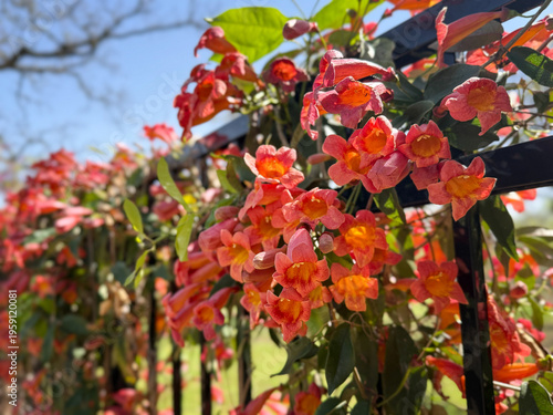Beautiful Crossvine (Bignonia capreolata) vine plant blooming in early spring garden