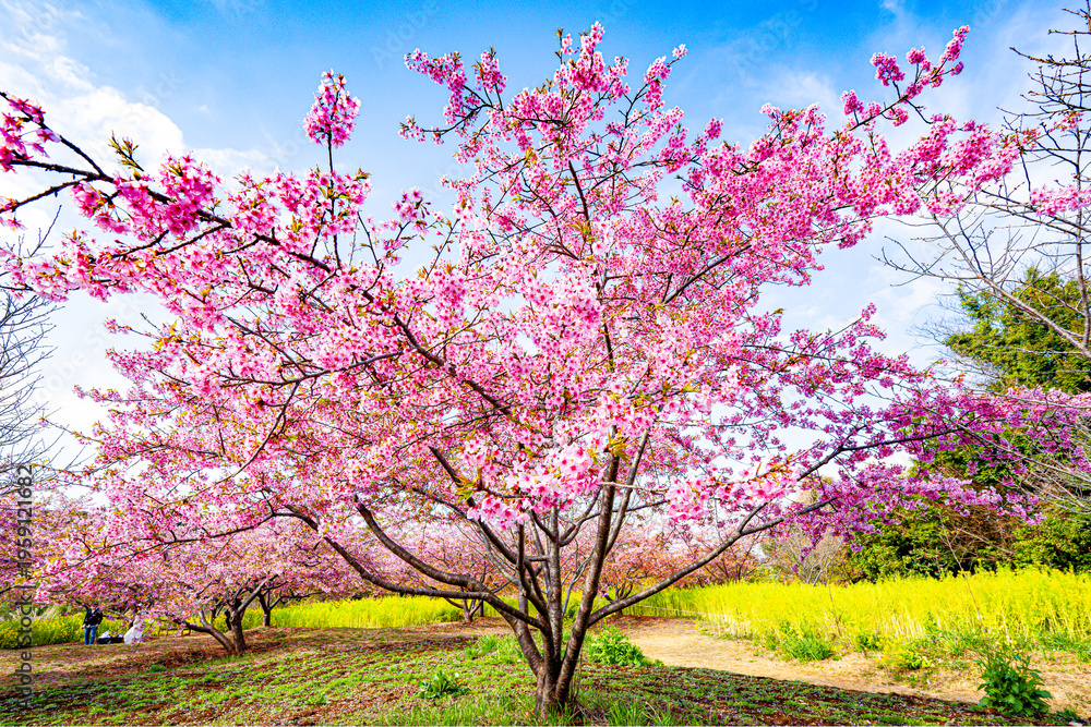 Fototapeta premium 日出町の河津桜 