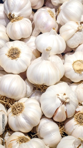 A close-up view of numerous white garlic bulbs