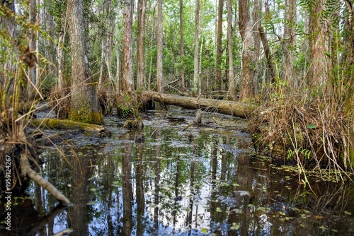 Foto Natural swamp forest with calm dark water and tree reflections