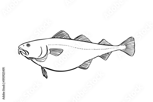 Pacific cod ink brush illustration fish line art