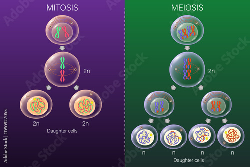 Mitosis and Meiosis vector. Cell division. Prophase, Metaphase, Anaphase, and Telophase. Biology science.
