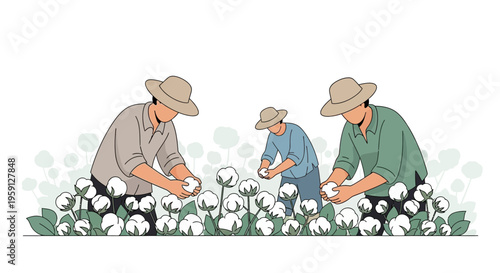 Farmers harvesting cotton balls in a field, agricultural labor, rural life, summer season